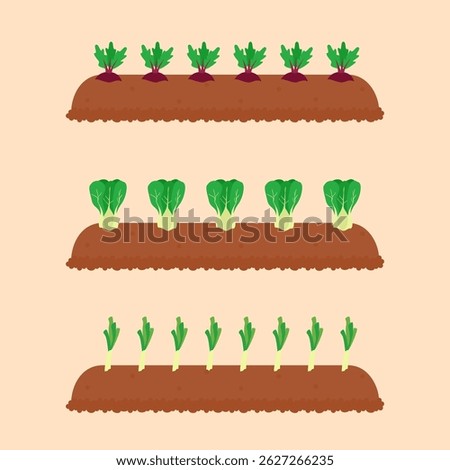 vegetable garden, planted with green mustards, beet root and leek.
