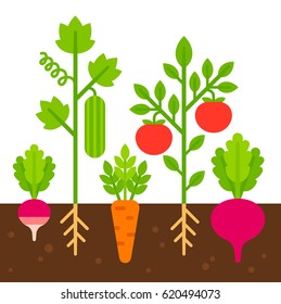 Vegetable garden, simple flat cartoon vector illustration. Cute bright vegetables planted in soil.