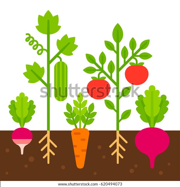 野菜園 単純な平らな漫画のベクターイラスト かわいい明るい野菜が土に植えられている のベクター画像素材 ロイヤリティフリー