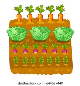 Vegetable garden. Vector illustration with cabbage,carrot and radish. Agricultural cultivation in the land.