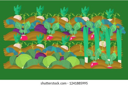 Vegetable Garden Vector Illustration. Radish, beet, garden radish, carrots, cabbage, leek.