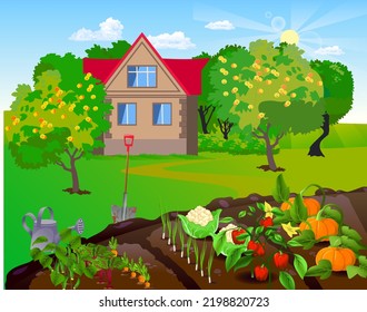 vegetable garden vegetables grow autumn pumpkin cucumbers bulgarian sweet green cabbage cauliflower cauliflower beets leek apples on apple trees harvest house shovel and watering can plant care