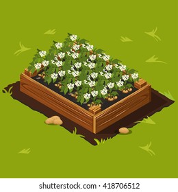 Vegetable Garden Wooden Box with Potatoes Set 12