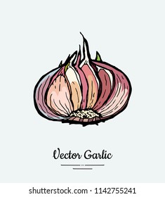 Vegetable garlic head. Hipster hand drawn vector illustration of white and pink garlic. Hand drawn isolated white half garlic for restaurant menu, vegetarian poster, logo, icon, sticker, farm shop.