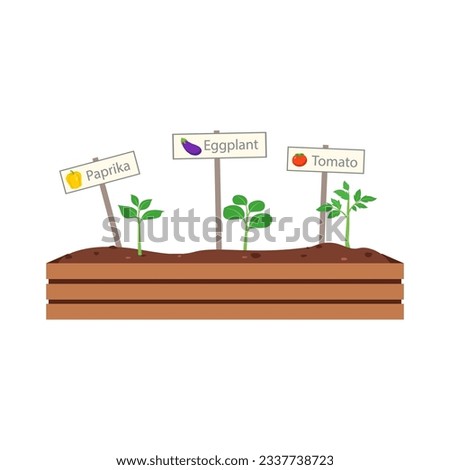 vegetable with good quality and good design