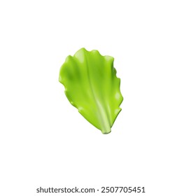 Vegetable grass. Vector 3D illustration of green lettuce leaf on isolated white background. Food plant suitable for cooking, decoration or culinary design.