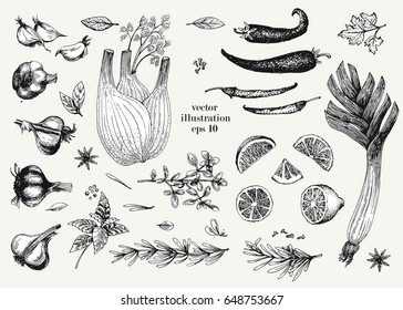 Vegetable, green and spices hand drawn vector illustration set. Retro Vegetable engraved style object. Can be use for menu, label, farm market