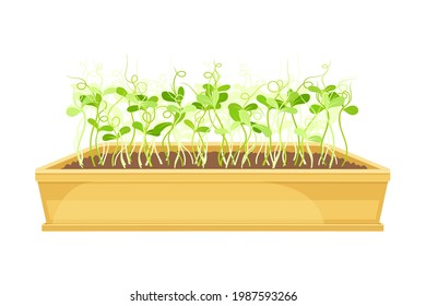 Vegetable Greens or Microgreens Growing Indoor in Plastic Container Vector Illustration