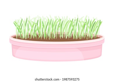 Vegetable Greens or Microgreens Growing Indoor in Plastic Container Vector Illustration