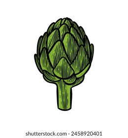 vegetable hand drawn illustration with color