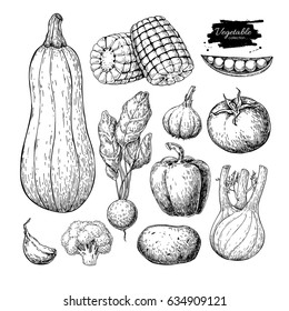 Vegetable hand drawn vector set. Isolated vegetarian engraved style object. Detailed garden food drawing. Farm market product. Great for menu, label, icon, poster, sign