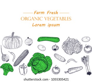 Vegetable hand drawn vintage vector illustration. Farm Market poster. Vegetarian set of organic products. Detailed food drawing. Great for menu, banner, label, logo, flyer