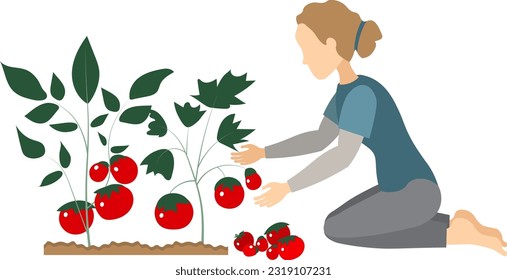 Vegetable harvest. People are harvesting. A woman collects red tomatoes, is engaged in agriculture.