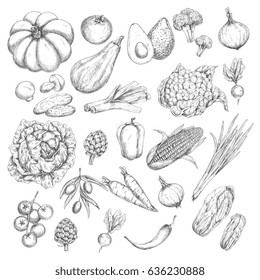 Vegetable harvest vector sketches. Isolated veggies corn or carrot, pumpkin and zucchini squash, broccoli or cauliflower cabbage, tomato, garlic, onion and cucumber. Farm fresh pepper, radish, beet