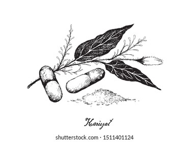 Vegetable and Herb, Hand Drawn Illustration of Kariyat or Andrographis Paniculata Plants with Pill. Ayurveda Herbal Medicine Used to Treat Infections and Some Diseases.