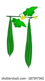 Vegetable and Herb, An Illustration of Angled Gourds or Sponge Gourds with Leaves and Blossoms Hanging on A Vine Isolated on White Background. 