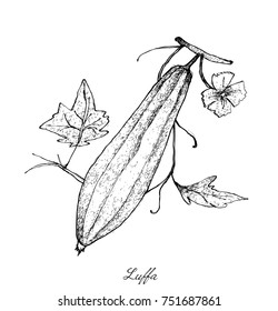 Vegetable and Herb, An Illustration of Angled Gourds or Sponge Gourds with Leaves and Blossoms Hanging on A Vine Isolated on White Background.
