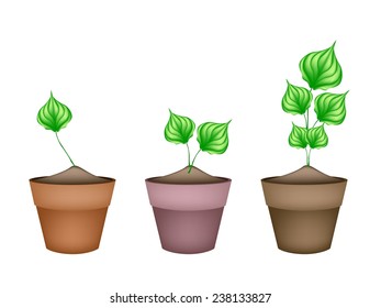 442 Betel leaves Stock Vectors, Images & Vector Art | Shutterstock