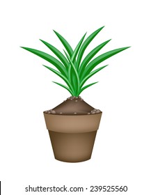 Vegetable and Herb, Illustration Bunch of Fresh Green Pandan Plant in Terracotta Flower Pots Used in Southeast Asian Cooking as A Flavoring.  