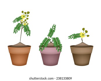 Vegetable and Herb, Illustration of Cassod, Senna Siamea or Thai Copper Bunch with Leaves and Blossom in Terracotta Flower Pots for Garden Decoration. 