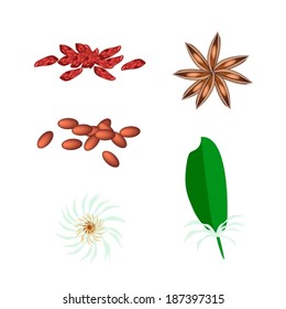 Vegetable and Herb, An Illustration Collection of Leaf, Blossom, Pod and Dried Star Anise, Star Aniseed or Illicium verum Used for Seasoning in Cooking. 