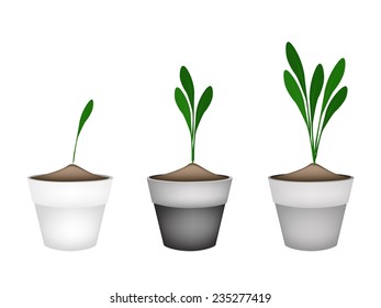 Vegetable and Herb, Illustration of Fresh Fingerroot, Chinese Ginger and  Boesenbergia Plant in Terracotta Plant Pots. 