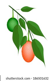 Vegetable and Herb, An Illustration of Fresh Gac Fruit, Teasel Gourd, Baby Jackfruit, Spiny Bitter Gourd, Sweet Gourd or Cochinchin Gourd with Green Leaves on A Branch. 
