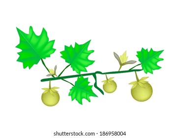 Vegetable and Herb, An Illustration of Fresh Green Solanum Stramonifolium Jacq with Blossom and Leaves Hanging on A Vine Isolated on White Background. 