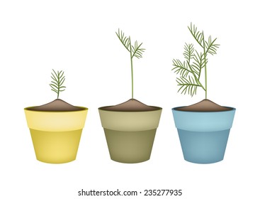 Vegetable and Herb, Illustration of Fresh Green Dills in Ceramic Flower Pots or Clay Plant Pots  for Garden Decoration. 