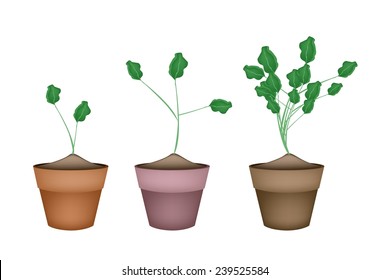 Vegetable and Herb, Illustration Fresh Green Watercress or Nasturtium Officinale Plants in Terracotta Flower Pots Used as Healthy Foods and Herbal Medicines. 