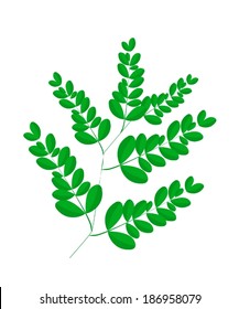 Vegetable and Herb, An Illustration of A Fresh Fresh Moringa Leaves are Rich in Protein, Vitamin A, Vitamin B, Vitamin C and Minerals. 