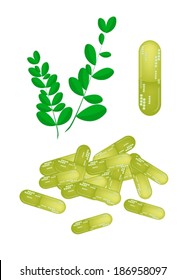 Vegetable and Herb, An Illustration of A Fresh Fresh Moringa Leaves with Capsule Pills are Rich in Protein, Vitamin A, Vitamin B, Vitamin C and Minerals. 