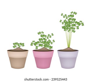 Vegetable and Herb, Illustration of Fresh Parsley, Chinese Parsley or Coriander in Ceramic Flower Pots or Terracotta Plant Pots  for Garden Decoration. 