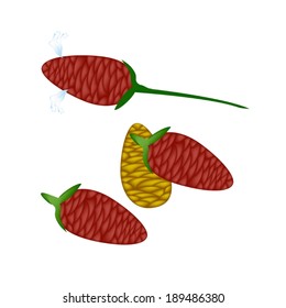 Vegetable and Herb, An Illustration of Fresh Zingiber Zerumbet or Shampoo Ginger Corn with Blossom Used in Herbal Medicine. 