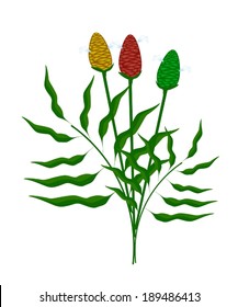 Vegetable and Herb, An Illustration of Fresh Zingiber Zerumbet or Shampoo Ginger Plant with Corn and Blossom Used in Herbal Medicine. 