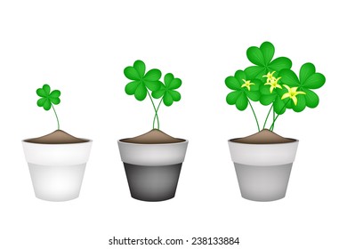 Vegetable and Herb, Illustration of Growing Water Clover Plants or Shamrock with Leaves and Blossom in Terracotta Flower Pots for Garden Decoration. 
