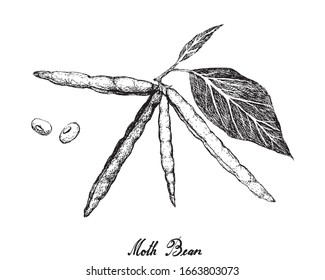 Vegetable and Herb, Illustration of Hand Drawn Sketch Moth Bean Plant and Pods, Good Source of Dietary Fiber, Vitamins and Minerals.
