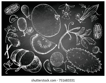 Vegetable and Herb, Illustration of Hand Drawn Sketch Delicious Fresh Gourd and Squash on Black Chalkboard.