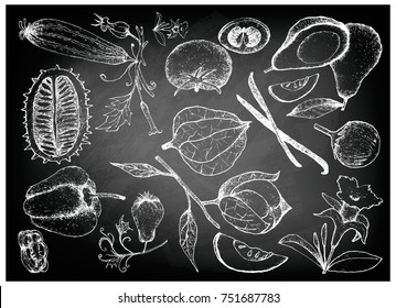 Vegetable and Herb, Illustration of Hand Drawn Sketch Delicious Fresh Gourd and Squash on Black Chalkboard.