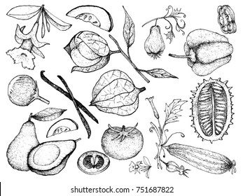 Vegetable and Herb, Illustration of Hand Drawn Sketch Delicious Fresh Gourd and Squash Isolated on White Background.