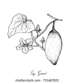 Vegetable and Herb, Illustration of Hand Drawn Sketch Delicious Fresh Coccinia Grandis or Ivy Gourd with Friuts and Blossoms Isolated on White Background.