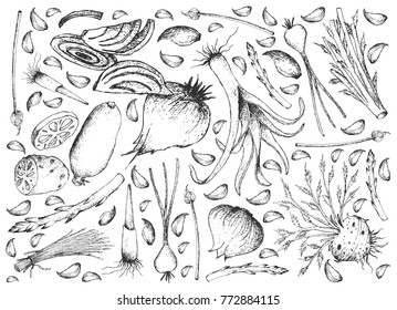 Vegetable and Herb, Illustration of Hand Drawn Sketch Delicious Fresh Bulb and Stem Vegetables Isolated on White Background.