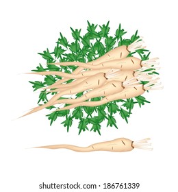 Vegetable and Herb, An Illustration Stack of Fresh Parsley or Parsnip with Root on Leaves  Used for Seasoning in Cooking. 