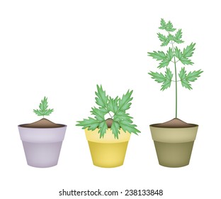 Vegetable and Herb, Illustration of Three Fresh Water Dropwort or Chinese Celery in Terracotta Flower Pots for Garden Decoration. 