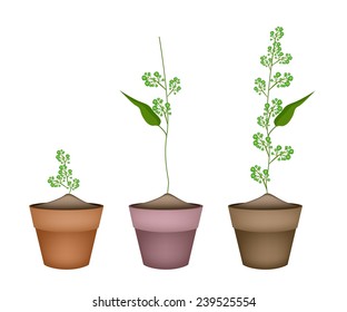 Vegetable and Herb, Illustration of Three Fresh Margosa or Neem Leaves and Blossom in Terracotta Flower Pots Used as Healthy Foods and Herbal Medicines. 