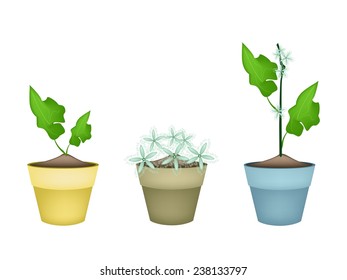 Vegetable and Herb, Illustration of Three Green Snake Gourd or Ivy Gourd with Blossom in Terracotta Flower Pots for Garden Decoration. 