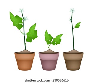Vegetable and Herb, Illustration of Three Green Snake Gourd or Ivy Gourd with Flower in Terracotta Flower Pots for Garden Decoration. 