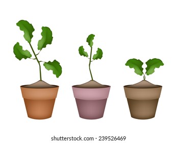 Vegetable and Herb, Illustration of Three Limes Tree or Citrus Tree in Terracotta Flower Pots for Garden Decoration. 