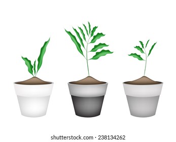 Vegetable and Herb, Illustration of Three White Cardamon or Siamese Cardamom Plant in Terracotta Plant Pots. 