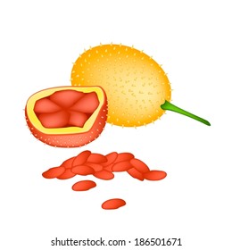 Vegetable and Herb, An Illustration of Whole and Hafe of Orange Gac Fruit, Teasel Gourd, Baby Jackfruit, Spiny Bitter Gourd, Sweet Gourd or Cochinchin Gourd. 